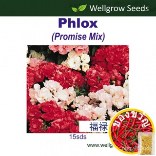 เมล็ด: phlox PROMISE (15sds) AXBN