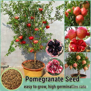 เมล็ด 50เมล็ด/ห่อ ทับทิมแดง งอก Pomegranate Seed (Fruit Seeds for planting) งอกผลไม้ เมล็ดบอ งอก