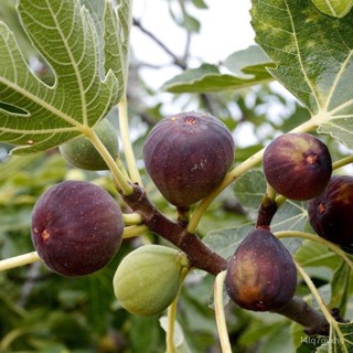 เมล็ด 10 เมล็ด เมล็ดมะเดื่อฝรั่ง Figs สายพันธุ์ Haifa  มะเดื่อฝรั่ง หรือ ลูกฟิก (Fig)  อัตราการงอก 70-80% Fi ปลูก