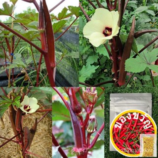 เมล็ด : กระเจี๊ยบมอญแดง Red Okra 30-60 เมล็ด กระเจี๊ยบมอญ กระเจี๊ยบ เมล็ดพืชสวนครัว ผัก สวนครัว เมล็ดพันธุ์KaleRussianRo