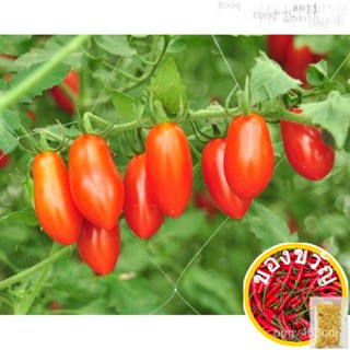 เมล็ดพันธุ์เมล็ดพันธุ์ มะเขือเทศราชินี สีแดง (Red Roma Tomato) บรรจุ 30 เมล็ด รสชาดเปรี้ยวอมหวานเมล็ดพันธุ์RoseKaleChamo