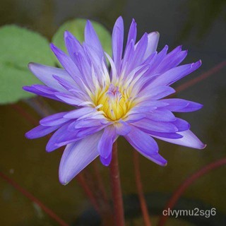 เมล็ด เมล็ดบัวผันไทยลูกผสม หรือบัวสี (water Lily) สีม่วง 5 เมล็ด Gaeden Seed งอก