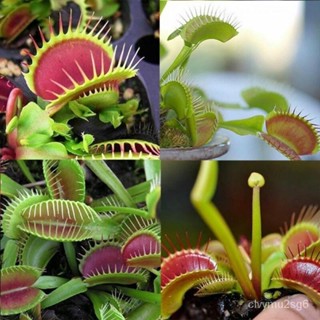 เมล็ด กาบหอยแครงปากแดง งอก 50เมล็ด Venus Flytrap Seeds Funny Carnivorous Plants บอนสี ต้นไม้กินแมลง  งอก