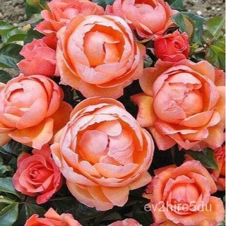 เมล็ด 30 เมล็ด งอก กุหลาบ สีส้ม พันธุ์ Lady Marmalade Rose Seeds ดอกใหญ่ ดอกหอม นำเข้าจากต่างประเทศ  งอก