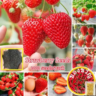 เมล็ดพันธุ์ของแท้ เมล็ดพันธุ์ สตรอเบอร์รี่ Sweet Strawberry Seeds (1000 Seeds/pack) Fruit Seeds Delicious Juicy Fruits P