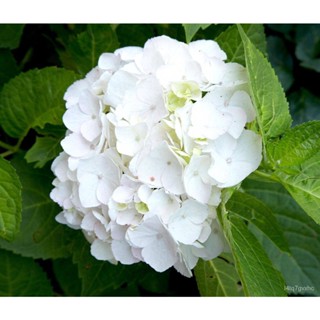 เมล็ด 20 เมล็ด เมล็ดไฮเดรนเจีย Hydrangea Seeds สีขาว ไฮเดรนเยียสายพันธุ์ฝรั่งเศส ของแท้ 100% อัตรางอก 70-80% สวนครัว