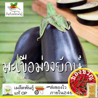 เมล็ดอวบอ้วน100%เมล็ดพันธุ์ มะเขือม่วงยักษ์ 150เมล็ด Black Beauty Eggplant Seed เมล็ดพันธุ์แท้ นำเข้าจากต่างประเทศ ปลูกผ