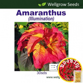 เม่านบังแดด: Amaranthus illumination (30sds) LZ0Q