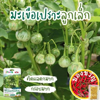 เมล็ดอวบอ้วน100%ใหม่! เมล็ดมะเขือเปราะ พวงหยกจักรพันธ์ ตราศรแดง ปริมาณ150เมล็ด เมล็ดพันธุ์พระราชทาน ซองฉลาดจันกะผัก เมล็