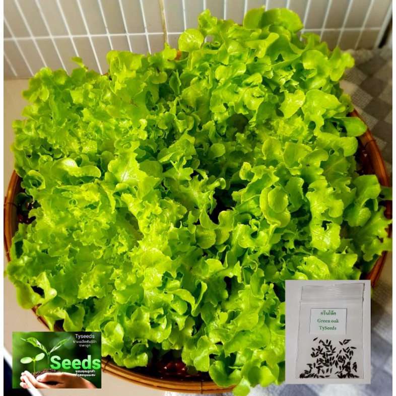 เมล็ดพันธุ์ ผักสลัดกรีนโอ๊ค 100 เมล็ด [ 10แถม2 ]คละได้