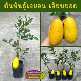 ต้นเลม่อนเสียบยอด ไร้เมล็ด น้ำเยอะ 🍋(มีรากแก้ว)​ 💚แข็งแรง พร้อมให้ผลผลิต