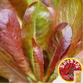 เมล็ดอวบอ้วน100%เมล็ดพันธุ์ ผักสลัด คิมมารอน (Cimmaron Romaine Lettuce Seed) บรรจุ 1000 เมล็ด คุณภาพดี ราคาถูก ของแท้ 10
