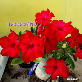 เมล็ด 11 เมล็ด งอก ชวนชม สายพันธุ์ไต้หวัน ดอกสีแดง Adenium Seeds กุหลาบทะเลทราย Desert Rose ราชินีบอ งอก