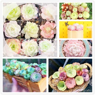 เมล็ด ดอกไม้จริง งอก กุหลาบหิน ไม้อวบน้ำ，ไม้อวบน้ำ Mixed Succulent Seeds งอกพันธุ์ 100 เมล็ด บอนสี เ งอก