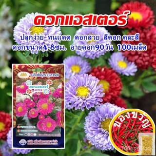 เมล็ดอวบอ้วน100%เมล็ดดอกแอสเตอร์ ASTER ปริมาณ100เมล็ด เมล็ดพันธุ์ดอกแอสเตอร์  เมล็ดดอกไม้ เมล็ดพันธุ์ดอกไม้ ตราภูเขาทองเ