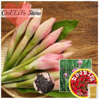 10 gingertree Flower kantan/torch Ginger (etlingera elatior) seedsed Plant 9WZS