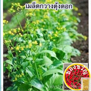 เมล็ดอวบอ้วน100%เมล็ดพันธุ์กวางตุ้งดอก  300-500 เมล็ด [10 เเถม 1 คละได้]เมล็ดพืชคุณภาพสูงChamomileZinniaPurityesculentum