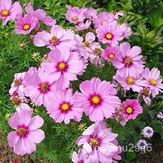 เมล็ด ขายดี ดาวกระจายสีชมพู ดอกคอสมอส (Pink Gloria Cosmos Flower Seed) บรรจุ 200 เมล็ด  คุณภาพดี ของแท ขายดี