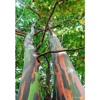 เมล็ด คละยูคาลิปตัสสีรุ้ง Rainbow Eucalyptus/Deglupta Eucalyptus บรรจุ 50 เมล็ด คุณภาพดี ของแท้ ราคา คละ