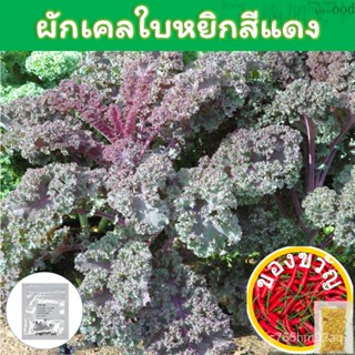 เมล็ดอวบอ้วน100%ผักเคลใบหยิกสีแดง เมล็ดพันธุ์ 100-150 เมล็ด  (Scarlet Kale Seeds) / คะน้าใบหยิกสีแดงม่วง / ผักคะน้าใบหยั