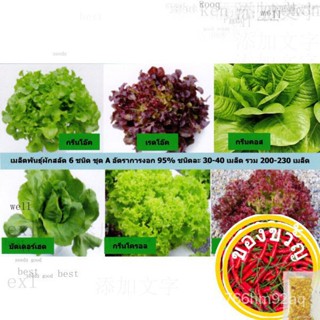 เมล็ดพันธุ์ผักสลัด hydroponic 6 ชนิด ชนิดละ 50 เมล็ด รวม 300 เมล็ด ชุด A 6V38