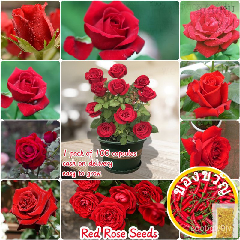 มาส์กหน้า100 ¡S Beaut เม็ด I5T1