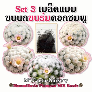 เมล็ด Set3 เมล็ดขนนกญี่ปุ่นดอกชมพู ขนร่มหุบ Mammillaria Plumosa Japan Clone Seeds เมล็ดขนนกโคลน Enoki แมมขนน งอก