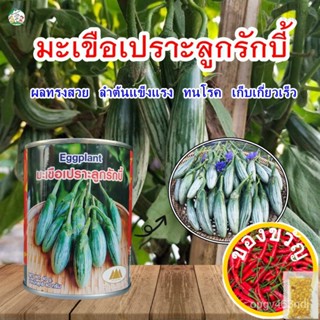 เมล็ดอวบอ้วนเมล็ดมะเขือเปราะลูกรักบี้ ตราภูเขาทอง ขนาด40กรัมและ2กรัม Eggplant  เมล็ดมะเขือเปราะ เมล็ดพันธุ์มะเขือเปราะ ม