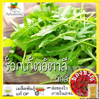 เมล็ดพันธุ์ ผักสลัด ร็อกเก็ตอิตาลี 500 เมล็ด Italian Rocket (Eruca sativa) เมล็ดพันธุ์แท้ นำเข้าจากต่างประเทศ ปลูกผักดอก