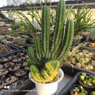 พาชานอยด่าง+คริส  ไซน์ 5 นิ้ว สูง 10 นิ้วพาชานอย ด่าง คริส 🌵Trichocereus pachanoi f. cristata aurea (San Pedro cactus)