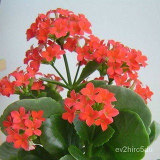 เมล็ด 30 งอก เมล็ด กุหลาบหินดอกซ้อน ไม้อวบน้ำ กุหลาบหิน Kalanchoe blossfeldiana Seed อัตราการงอก 80- งอก