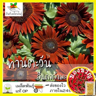 เมล็ดพันธุ์ ดอกทานตะวัน สีแดงกำมะหยี่ 20 เมล็ด Velvet Queen Sunflower เมล็ดพันธุ์แท้ นำเข้าจากต่างประเทศ ปลูกผัก สวนค/种子