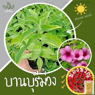 ต้นบานบุรีสีม่วง ในถุงชำ 2 นิ้ว ให้ดอกสีชมพูม่วง ออกดอกตลอดปี ปลูกง่าย โตไว ดอกสวย ทนแดดสวน/ชุดชั้นใน/ผักชี/กุหลาบ/รองเท