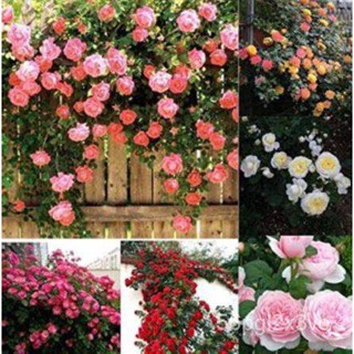 อินทรีย์็ด ใหม่็ด กุหลาบพวง Floribunda Rose Seeds 30 ใหม่็ด Garden Seeds ใหม่  ใหม่สี ดอกหอม นำเข้าจากต่างประเ คละ