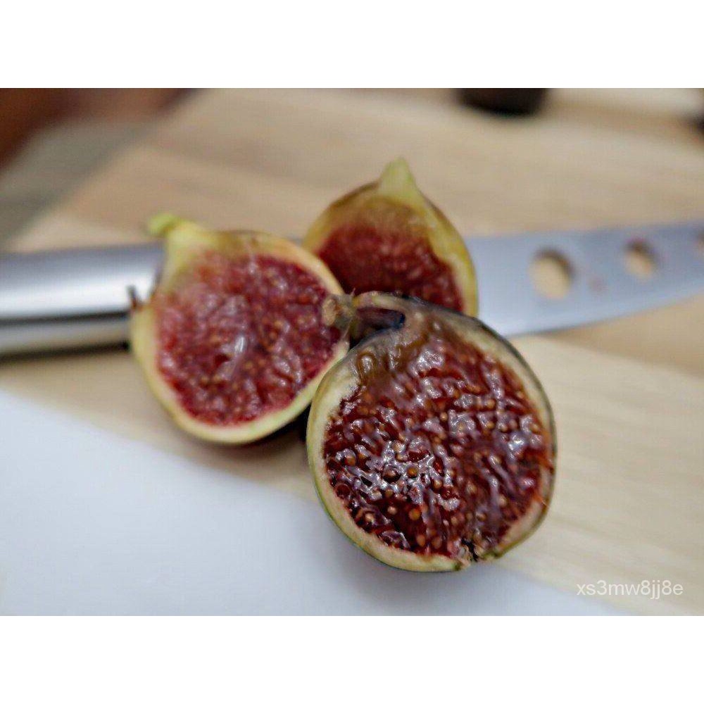 อินทรีย์็ด ใหม่็ด 10 ใหม่็ด ใหม่็ดมะเดื่อฝรั่ง Figs สายใหม่ Martinenca Rimada ของแท้ 100% มะเดื่อฝรั