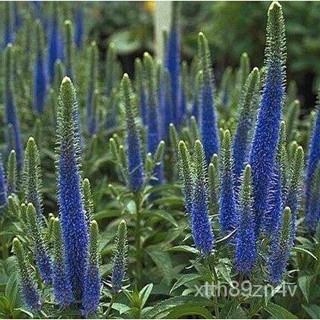 Lima Keyshia Top Rich S Liatris Spicata เมล็ด Gayfeather 300เมล็ดนำเข้าจากเมล็ดอังกฤษ/สวน/นักเรียน/ผูก/กระโปรง/กางเกงขาส