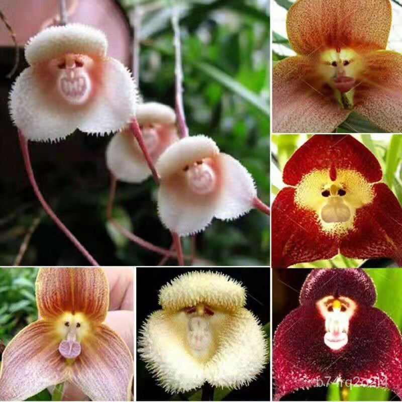 อินทรีย์็ด ใหม่็ด ใหม่็ดกล้วยไม้หน้าลิง Mixed Color Rare Monkey Face Orchid Flower Seeds บอนสี บอนสีหายาก ใหม่็ด คละ