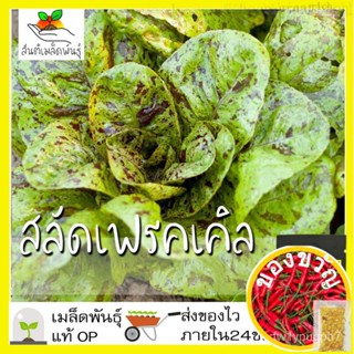 เมล็ดพันธุ์ สลัด เฟรคเคิล 300 เมล็ด Freckles Lettuce seed เมล็ดพันธุ์แท้ นำเข้าจากต่างประเทศ ปลูกผัก สวนครัว ผักสลัด苹/种子