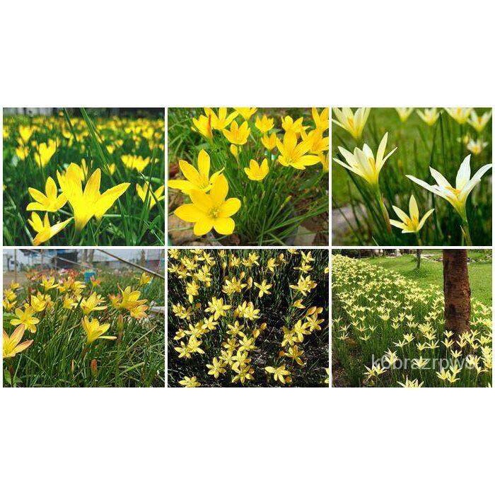 อินทรีย์็ด ถูก็ด 20 หัว/ชุด บัวดิน สีเหลือง (Zephyranthes grandiflora) ชื่ออื่นๆ ว่านขุนแผนสะกดทัพ, บัวจีน, บัวฝ คละ