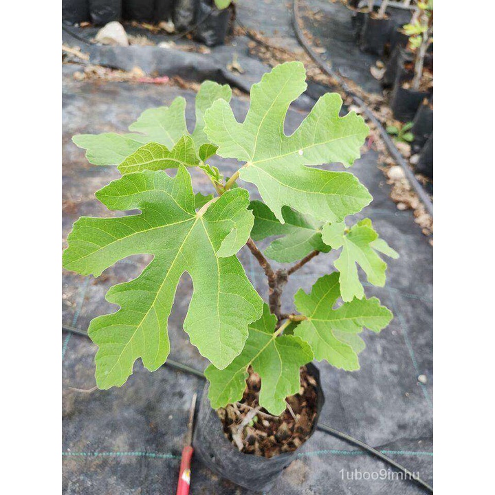 อินทรีย์็ด ใหม่็ด ต้นมะเดื่อใหม่ Frurt Tree Bayer Violeta Figsขนาด 6นิ้ว ลำต้นสูง 45-50 ซม (ทาบกิ่ง)