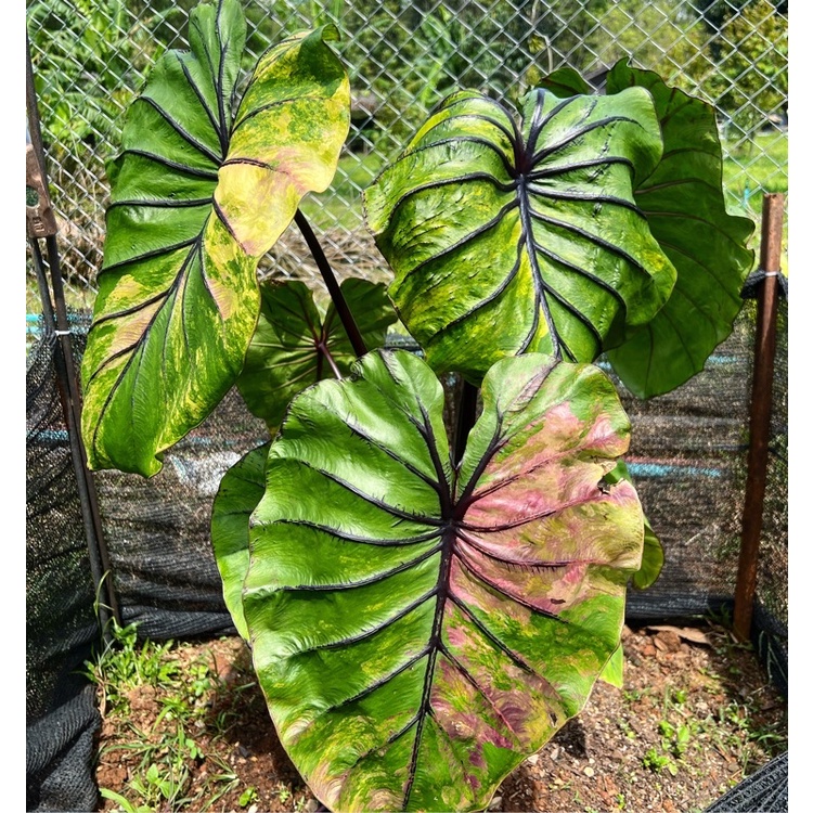colocasia pharaoh's mask variegated