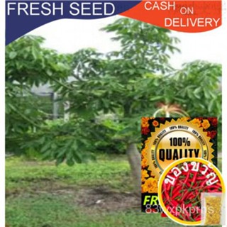 ◾ "Pachira TEN Seeds MC12" เมล็ดพันธุ์ Pachira 1เมล็ด" SIFE