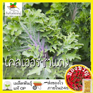 เมล็ดอวบอ้วน100%，ไทยในสต็อกพร้อมส่งเมล็ดพันธุ์ เคลเออร์ซ่าแดง 50 เมล็ด Red Ursa Kale seed เมล็ดพันธุ์แท้ นำเข้าจากต่างปร