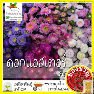 เมล็ดพันธุ์ ดอกแอสเตอร์ คละสี 200 เมล็ด Powder Puff Aster Flower Seed เมล็ดพันธุ์แท้100%นำเข้าจากต่างประเทศ ปลูก ดอกไ/种子