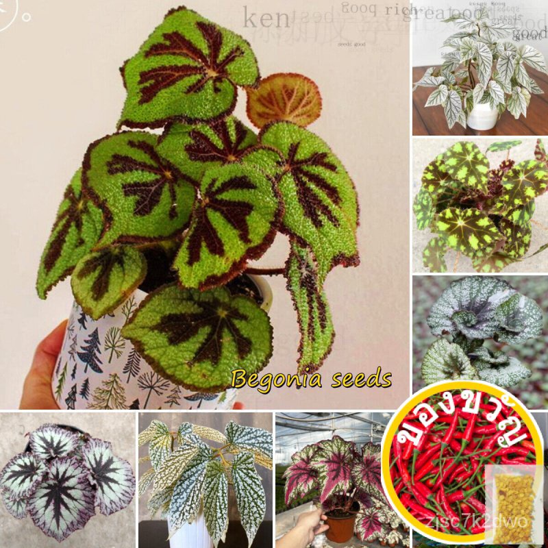 100 ¡begoni/hosta plantaginea KJKG