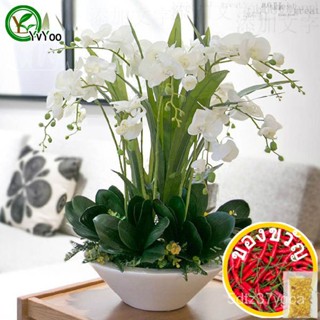 Moth Orchid seeds seeds Indoor bonsai Plant 30 particles/Lot e024เสื้อ/หมวก/ทานตะวัน/ทานตะวัน/seeds/เมล็ด/กุหลาบ/ผักชี/ส