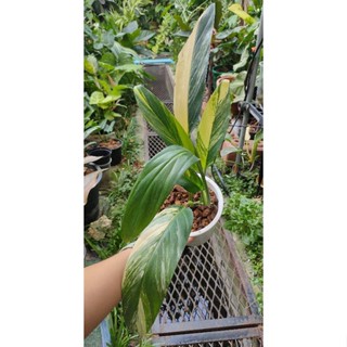 Epipremnum amplissimum variegated ใบพายด่างเหลือง