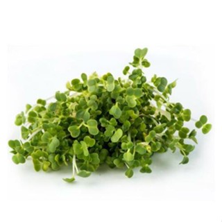 เมล็ด Mizuna Seeds - Microgreens Seeds Micro Mizuna Japanese Mustard Green X 1000 ผักชี