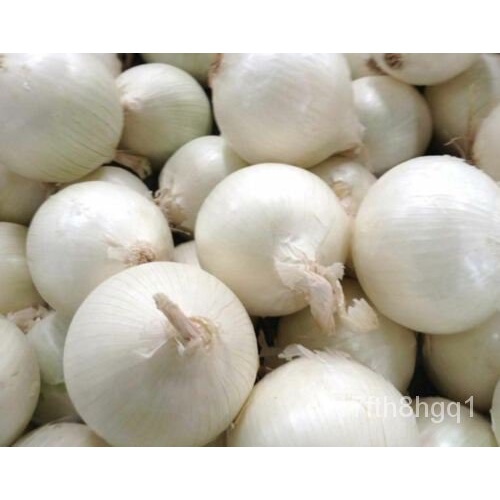 เมล็ด หัวหอม-เมล็ดหัวหอมสีขาว-Nangang White Ball onion เมล็ดพันธุ์