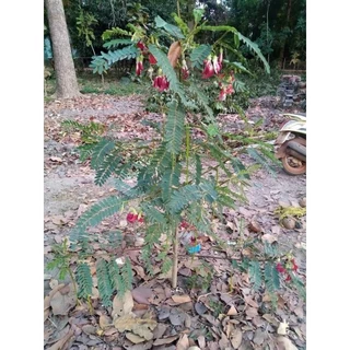 ต้นดอกแคแดง(พร้อมปลูก)สูง 30ซม.
